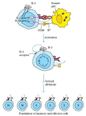 3.1.2007 הרצאה 11 השלמה הנוגדנים בתאי B מזהים כל אנטיגן חלבון, שומן, פחמימה, חומר סינתטי. תאי T מזהים אך ורק חלבונים ויותר נכון פפטידים המרכיבים חלבון.