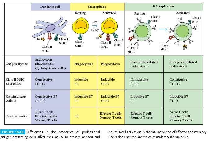 השוואה של תאי APC שונים: ציטוקינים מחולקים לתת-קבוצות על פי התפקיד שלהם. קבוצה ראשונה ציטוקינים המאטופואטיים מיוצרים באופן קבוע.