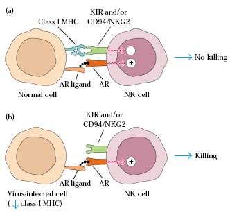 תאי NK שייכים למערכת החיסון הטבעית, אין להם רצפטור ספציפי, הם לא יוצרים תאי זיכרון. עד היום לא ברור מה הם מזהים.