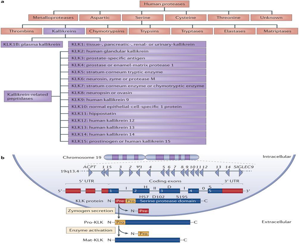 Εικόνα 3.1 a. Η οικογένεια των Καλλικρεϊνών b. Η γονιδιακή τους εντόπιση και η ενεργοποίηση των προ-προενζύμων (Πηγή: http://www.nature.com/nrd/journal/v14/n3/fig_tab/nrd4534_f1.