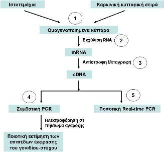 1.4 ΝΟΥΚΛΕΪΚΑ ΟΞΕΑ - ΔΙΑΔΙΚΑΣΙΕΣ ΑΠΟΜΟΝΩΣΗΣ RNA, ΣΥΝΘΕΣΗΣ ΚΑΙ ΕΝΙΣΧΥΣΗΣ cdna Τα ιστοτεμάχια που έχουν ληφθεί από τα χειρουργικά παρασκευάσματα, υπόκεινται αρχικά σε μία διαδικασία ομογενοποίησης,
