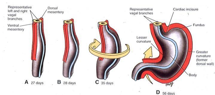 Η περιστροφή γύρω από τον προσθιοπίσθιο άξονα, αλλάζει τη θέση της καρδίας και του πυθμένα του στομάχου, καθώς και εκείνη του πυλωρού και της γαστροδωδεκαδακτυλικής συμβολής.