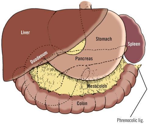 Εικόνα 1.4 Ανατομικές σχέσεις του στομάχου με τα γειτονικά όργανα (Πηγή: http://ueu.
