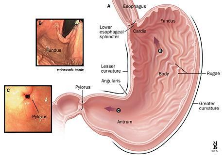 Εικόνα 1.10 Τα μέρη του στομάχου (Πηγή:https://www.google.gr/search?