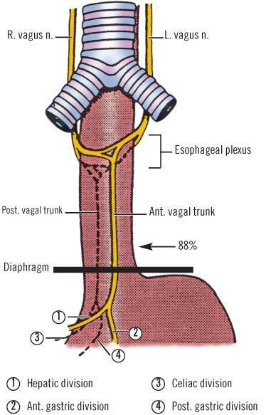 4) Νεύρωση του στομάχου Παρασυμπαθητκό σύστημα Τα δύο πνευμονογαστρικά νεύρα, αριστερό και δεξιό, κατέρχονται παράλληλα με τον οισοφάγο και συμβάλλουν σε ένα εξωτερικό οισοφαγικό νευρικό πλέγμα