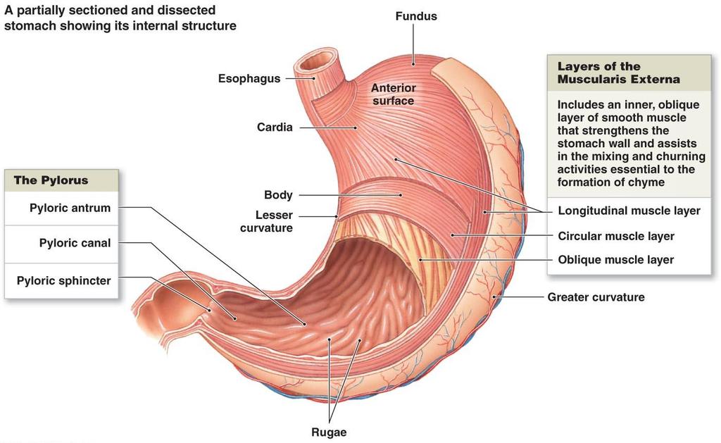 Εικόνα 1.17 Στοιβάδες του εξωτερικού μυικού χιτώνα του στομάχου (Πηγή: https://www.google.gr/search?