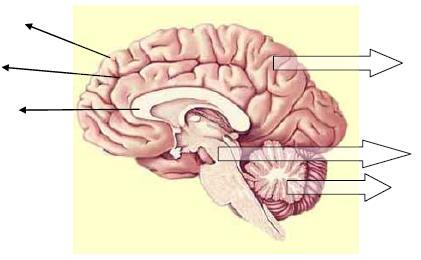 4. Να περιγράψετε το ρόλο του νωτιαίου μυελού. i. 5. Οι τρεις βασικές ανατομικές περιοχές του εγκεφάλου είναι: i. i 6. Να συμπληρώσετε κατάλληλα τις ενδείξεις στο παρακάτω σχήμα. 7.