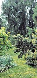 Plnus sylvestris Repanda Pinaceae 3 m 2 