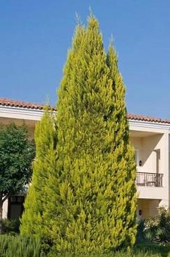 Cupressus macrocarpa Goldcrest Cupressaceae 10 m