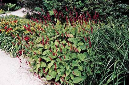 Firetail Polygonaceae Ημιαειθαλές 1 m 2 m