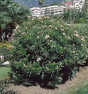 Apocynaceae 4 m 3 m Λευκό, Ρόδινο, Κόκκινο Τέλος
