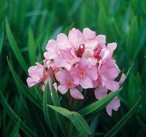 Apocynaceae 4 m 3 m Ροζ Τέλος Άνοιξης Αρχές