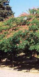 Albizia julibrissin Leguminosae