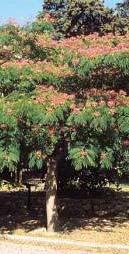 Eriobotrya japonica Rosaceae 6 m 5 m