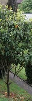 Scrophulariaceaee Ετήσιο Άνοιξης