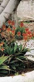 Strelitzia.