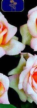 Νοέμβριο Lampranthus aurantiacus