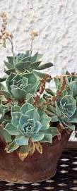 Γκριζωπό- Γλαυκό Echeveria