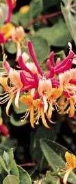 Lonicera japonica Chinensis Caprifoliaceaee Φυλλοβόλο 4 m Πολύχρωμο Τέλος Άνοιξης- Αρχές Καλοκαιριού Echeveria pulvinata Crassulaceae 0,3 m 0,5 m Κίτρινο 3.2.