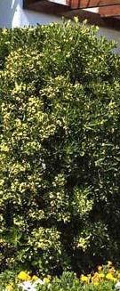 ποικιλίες 15-20cm Λευκό, Ρόδινο, Κόκκινο,