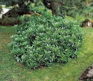 Rosaceae Φυλλοβόλο 1,3 m Πορτοκαλί Μάιο-