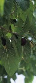 Oleaceae 5 m Λευκό