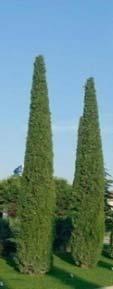 Sticta Cupresaceae 20 m 3