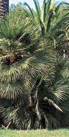 Arecaceae 4 m 4 m Κίτρινο