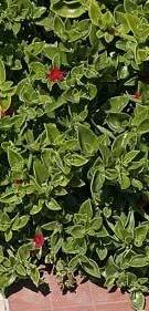 Aizoaceae 0,1 m 0,3 m