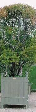 Φθινόπωρο Punica granatum