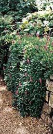 ΟΝΟΜΑ Persicaria affinis Kew Polygonaceae ΥΨΟΣ ΠΛΑΤΟΣ ΑΝΘΟΦΟΡΙΑ ΦΥΛΛΩΜΑ ΑΠΑΙΤΗΣΕΙΣ ΑΝΘΕΚΤΙ 0,3 m 1 m Κόκκινο Καλοκαίρι 3.2.