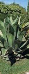 ΑΝΘΕΚΤΙ Agave Americana