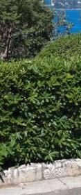 Lantana camara