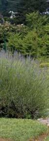 Lavandula angustifolia