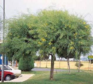 0,5 m 0,7 m Μωβ Καλοκαίρι Γκριζωπό Acacia