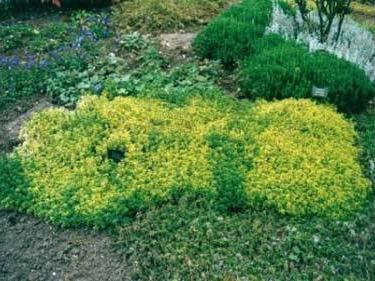 όλο το χρόνο Thymus Bertram Anderson Lamiaceae