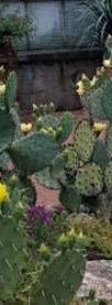 ΟΝΟΜΑ Origanum vulgare