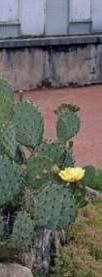 Cactaceae Κόκκινο 2 m 1 m