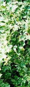 ΟΝΟΜΑ Hedera helix