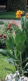Elegantissima