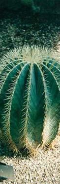 Ferocactus