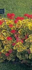 Αγκαθωτό Canna