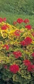 Pelargonium Czar