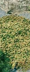 Asteraceae 0,5 m 1 m Κίτρινο Καλοκαίρι Γκρίζο