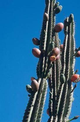 ΟΝΟΜΑ Cereus uruguayanus Cactaceae ΥΨΟΣ ΑΝΘΕΚΤΙ ΑΝΘΟΦΟΡΙΑ ΦΥΛΛΩΜΑ ΑΠΑΙΤΗΣΕΙΣ ΠΛΑΤΟΣ 5 m 1 m Κόκκινοι καρποί Κυλινδρικά αγκαθωτά στελέχη 3.2.