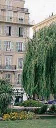 Compositae Ετήσιο Καλοκαιριού 30-80cm και