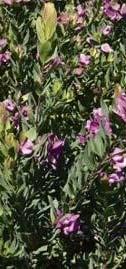 Άνοιξης Polygala
