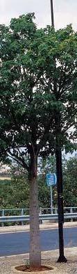 Polygalaceae 2 m 2
