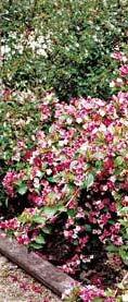 ΟΝΟΜΑ Weigela