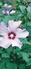 Φθινόπωρο Hibiscus